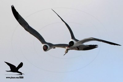 _MG_1728 Laughing Gull stealing Black Skimmer chick.jpg