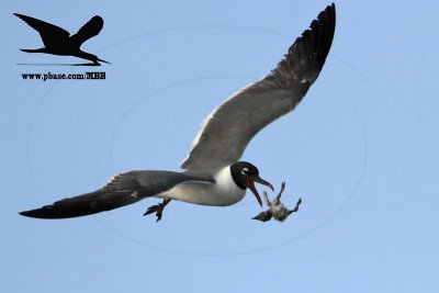 _MG_1743 Laughing Gull stealing Black Skimmer chick.jpg