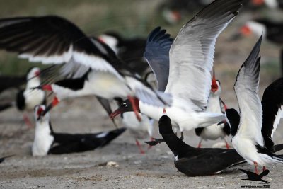 _MG_3917 Laughing Gull stealing Black Skimmer egg.jpg