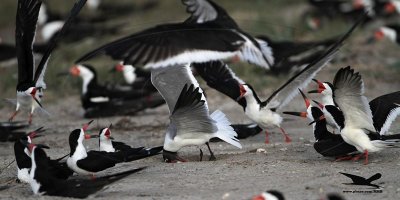 _MG_3918 Laughing Gull stealing Black Skimmer chick.jpg