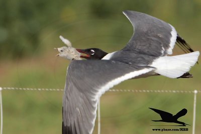 Laughing Gull preying on Black Skimmer chicks - Texas 2012