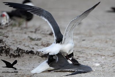 Laughing Gull territorial fights inside Black Skimmer nesting colony - Texas 2012