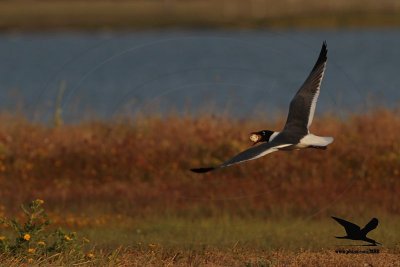 _MG_3701 Laughing Gull stealing Black Skimmer egg.jpg