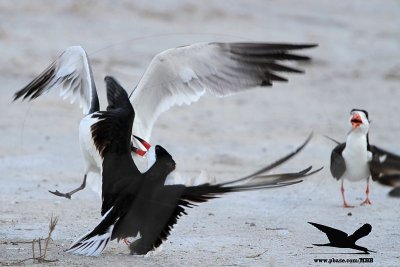 Laughing Gull stealing fish from Black Skimmer on ground - Texas 2012