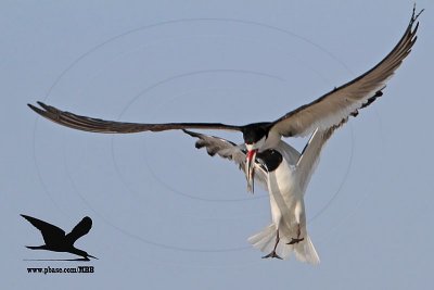 _MG_4834 Laughing Gull stealing fish from Black Skimmer.jpg