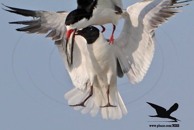 Laughing Gull stealing fish from Black Skimmer in flight - Texas 2012
