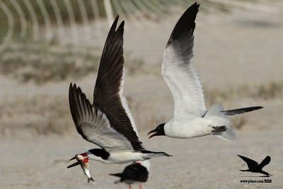 _MG_5274 Laughing Gull stealing fish from Black Skimmer.jpg