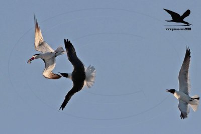 _MG_5463 Laughing Gull stealing fish from Black Skimmer.jpg