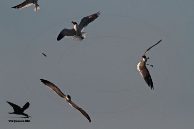 _MG_5482 Laughing Gull stealing fish from Black Skimmer.jpg