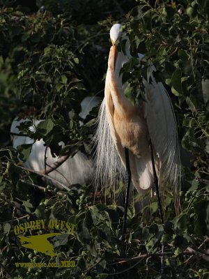 Great Egret in stained plumage