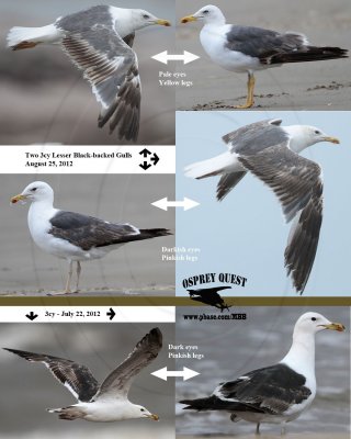 3cy (TY) Lesser Black-backed Gulls - comparison of eye and leg color