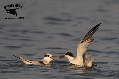 _MG_7939 Least Tern.jpg