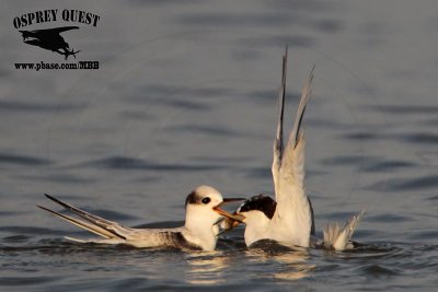 _MG_7941 Least Tern.jpg