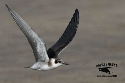 Black Tern juvenile - UTC - September 3, 2012