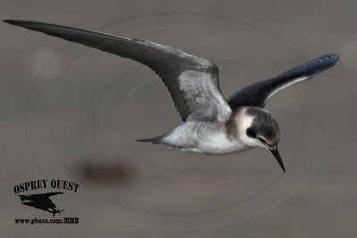 _MG_8885 Black Tern.jpg