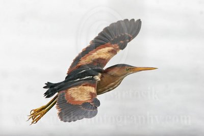 Least Bittern: On the Wing
