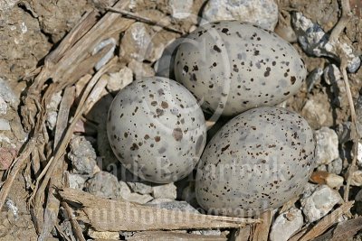 Least_Tern_1667 800.jpg