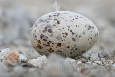 Least_Tern_1892 800.jpg