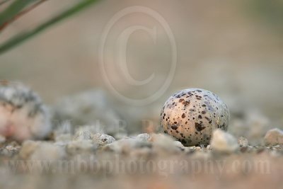 Least_Tern_2892_800.jpg