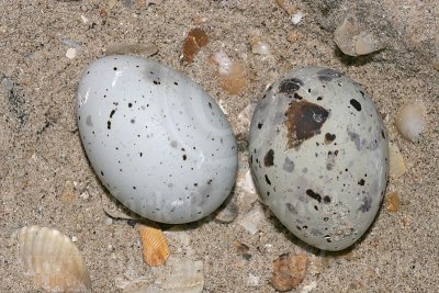 Least Tern: Nests and Eggs