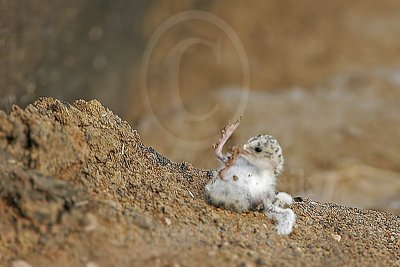 Least_Tern_6129_800.jpg