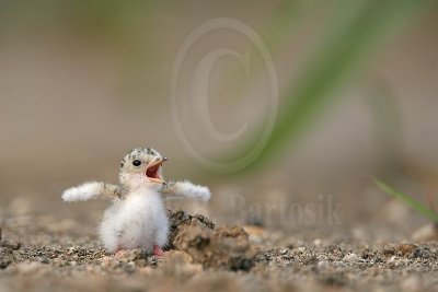 Least_Tern_9424_800.jpg