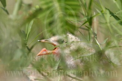 Least_Tern_9078_800.jpg