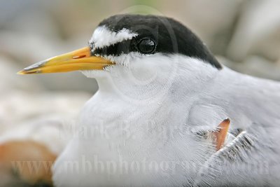Least Tern: Brooding