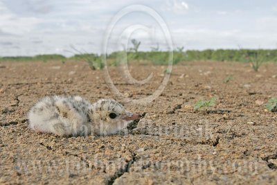 Least_Tern_2063_800.jpg