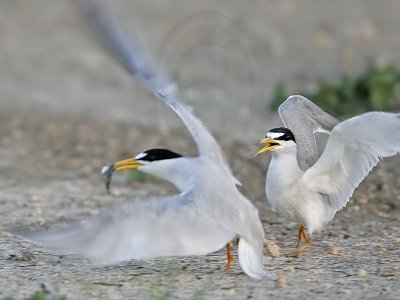 Least_Tern_0396_800.jpg