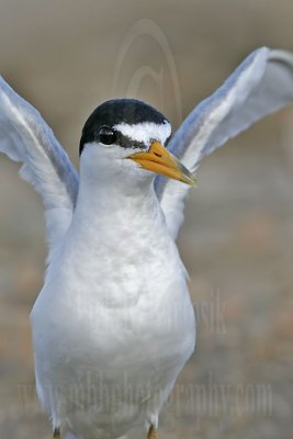 Least Tern: Protecting nest and colony