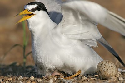 Least_Tern_4198_800.jpg