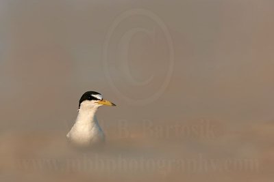 Least_Tern_4686_800.jpg