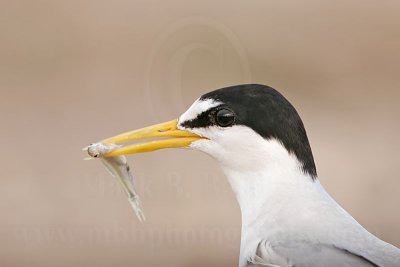 Least Tern: Food