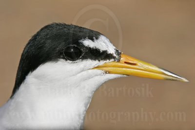 Least_Tern_8805_800.jpg