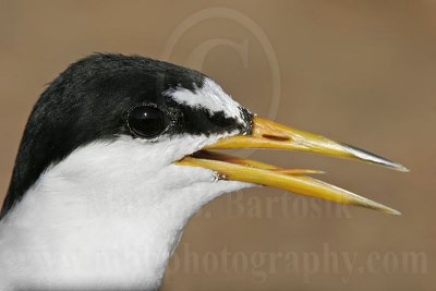 Least_Tern_8837_800.jpg