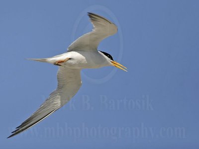 Least_Tern_9886_800.jpg