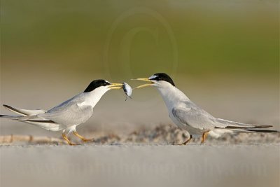 Least_Tern_4523_800.jpg