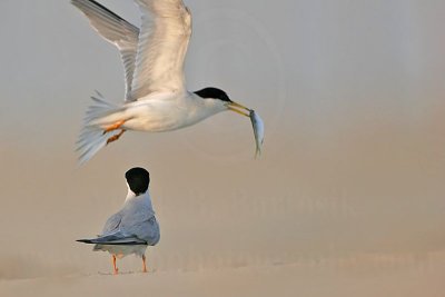 Least Tern: Courtship