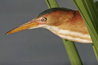 Least_Bittern_1511 800.jpg