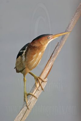 Least_Bittern_3492 800.jpg