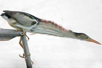 Least_Bittern_4207 800.jpg