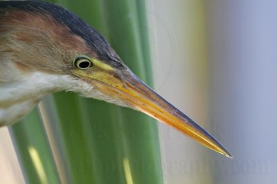 Least_Bittern_5980 800.jpg