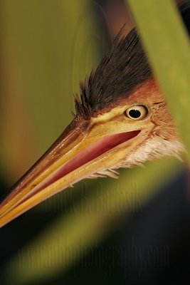 Least_Bittern_6211_800.jpg