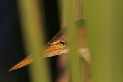 Least_Bittern_6230 800.jpg