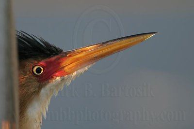 Least_Bittern_7565_800.jpg