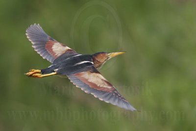 Least_Bittern_0541_800.jpg