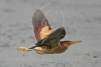 Least_Bittern_2372_800.jpg