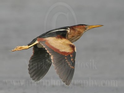 Least_Bittern_2375_800.jpg