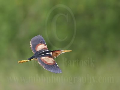 Least_Bittern_2967_800.jpg